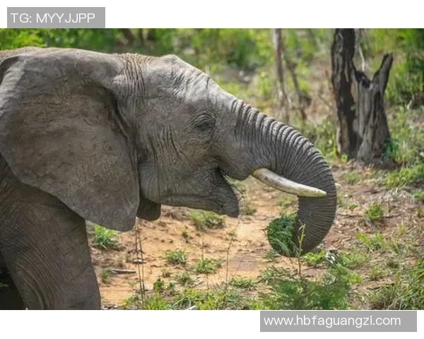 《掌控战场的王者之路：Ruler射手在游戏中的战略运用与技巧分析》