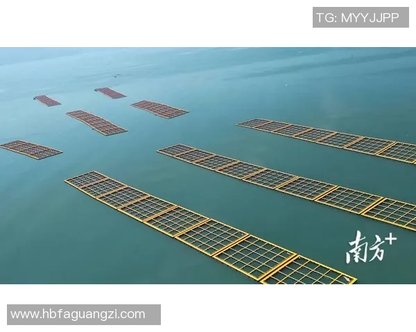 青岛国信水产打造现代海洋牧场推动海洋产业高质量发展